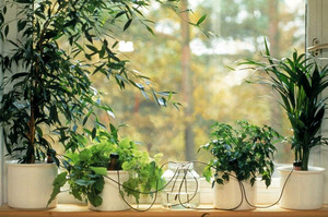 DIY auto-irrigation systems for indoor plants