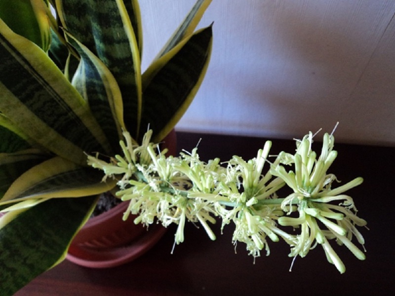 Nuances of flowering pike tail plant