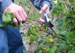 Preventive measures for currants in the spring