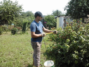 Tips from experienced gardeners on how to properly care for currants