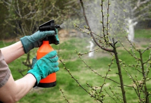 Features of spring processing of currants from pests