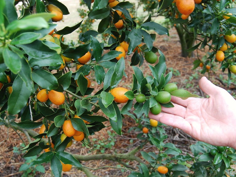 List of varieties of kumquat