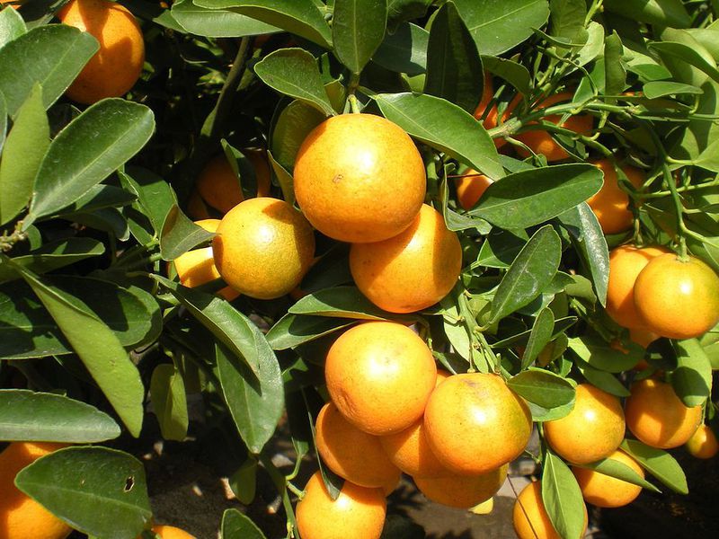 Characteristics of the kumquat Marumi variety