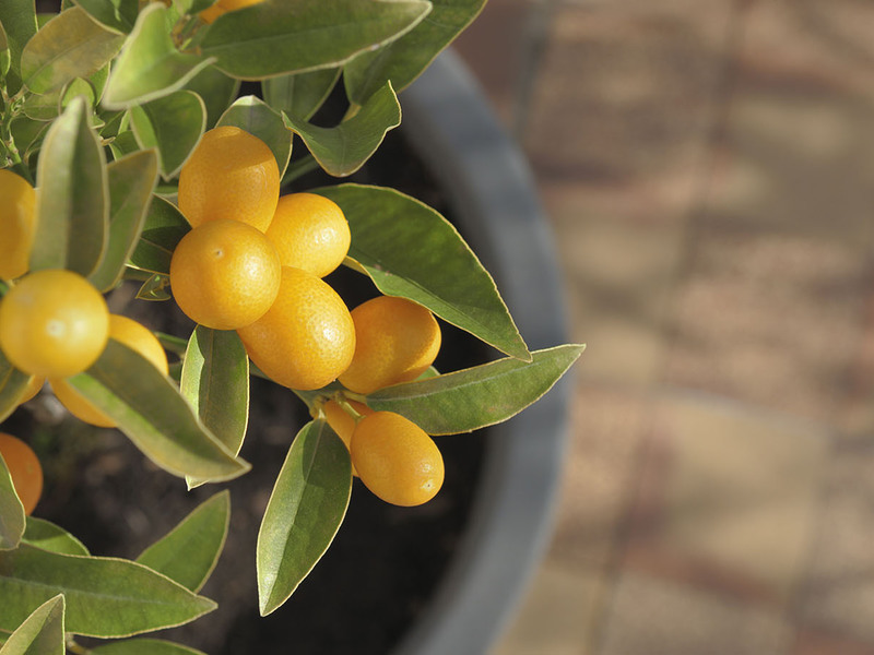 A characteristic description of the ornamental varieties of kumquat