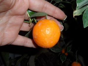 History of the kumquat fruit