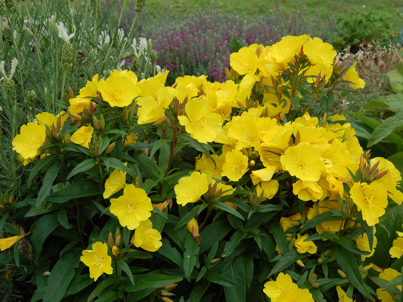 Description of perennial evening primrose species