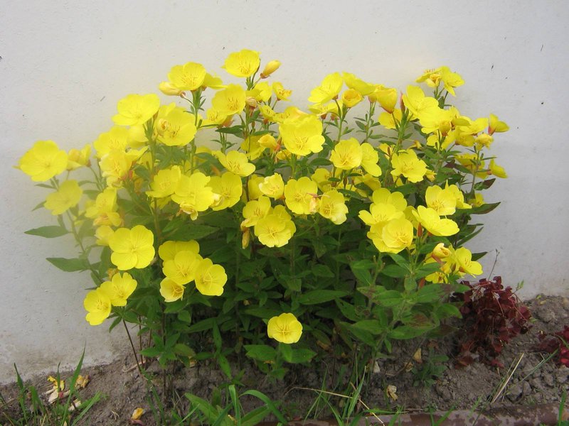 Characteristics of the Missouri evening primrose flower