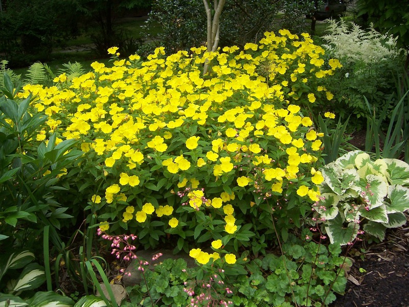 Description of perennial evening evening primrose