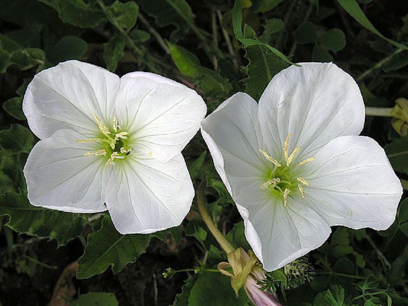 Varieties of perennial evening primrose flowers