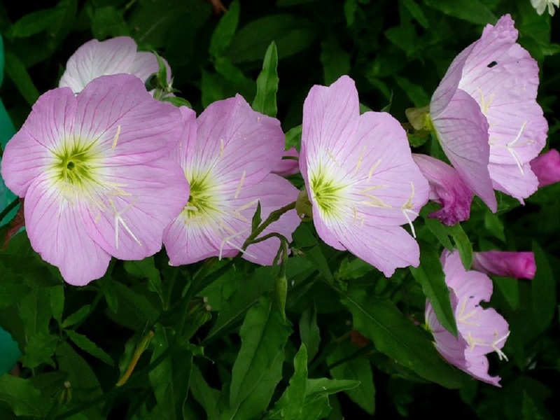 The appearance of the pink flowers of the perennial evening primrose