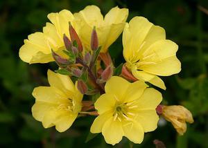 Evening primrose plant description