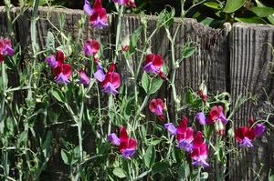 Perennial sweet peas