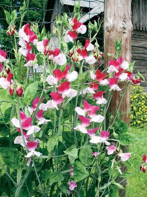 Planting sweet peas.