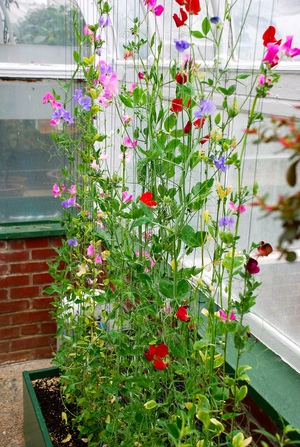 Sweet peas on the balcony