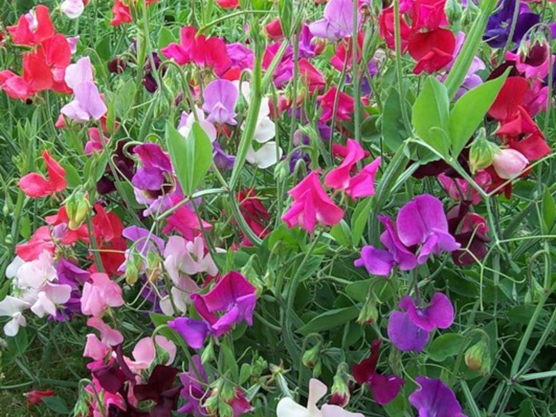 Sweet peas in the country