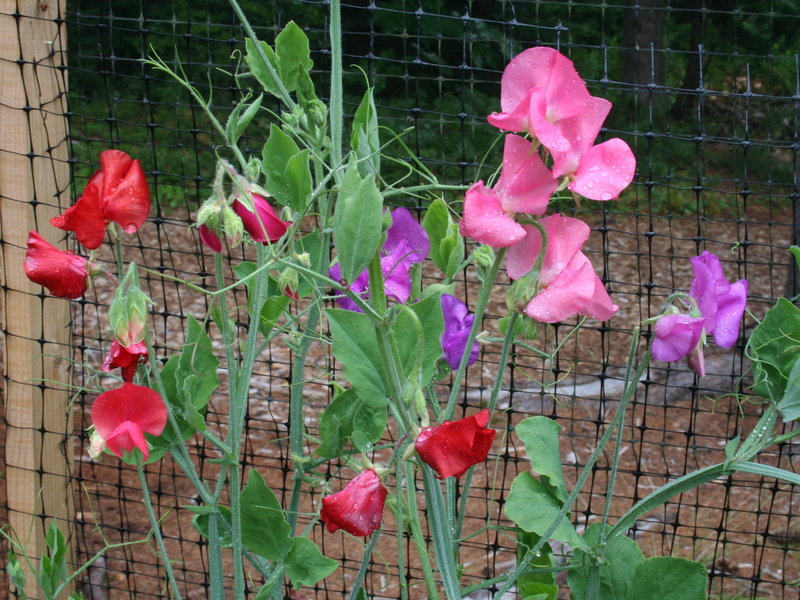 How to plant and grow cheap peas