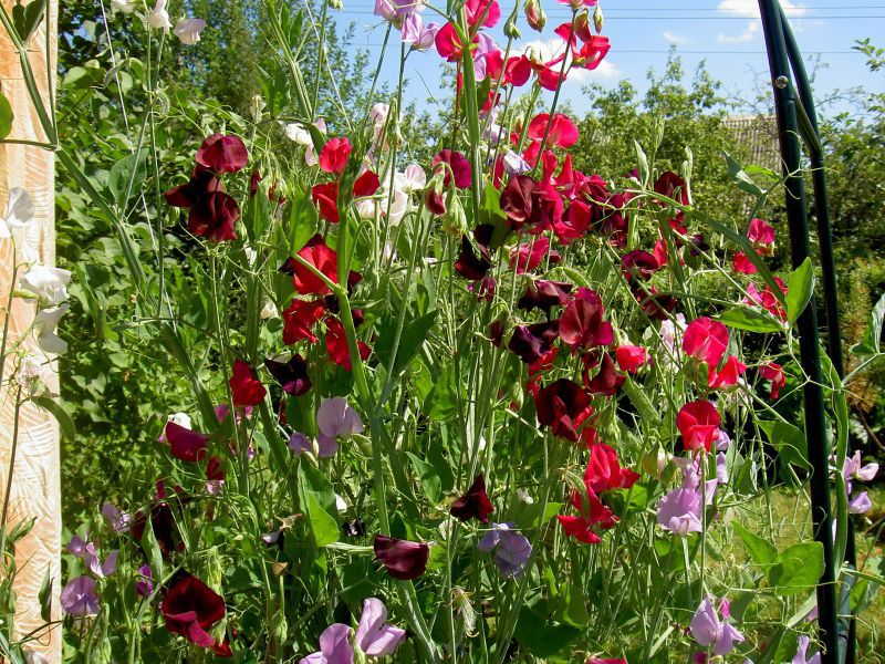 Sweet pea garden flower