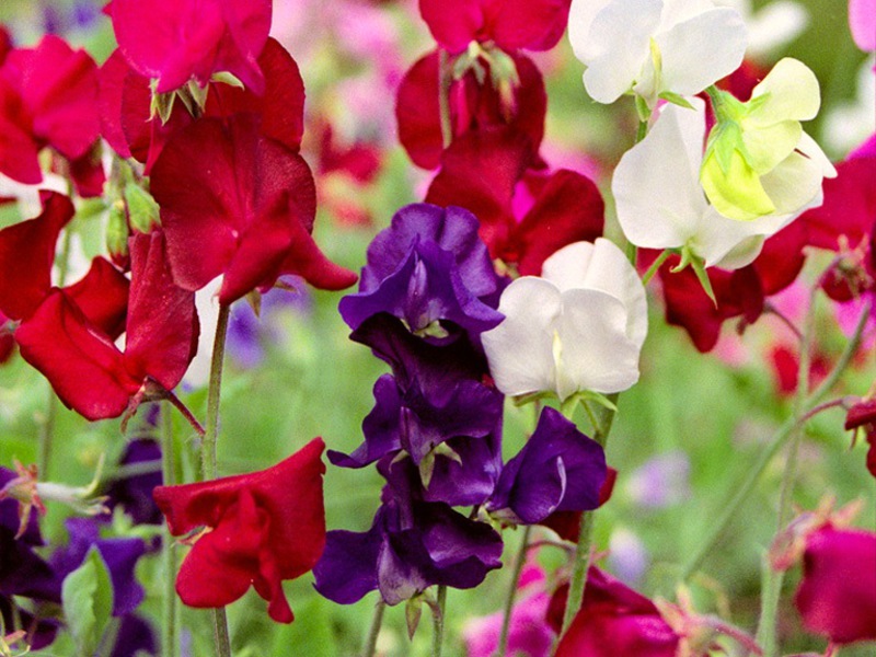 How to plant sweet peas