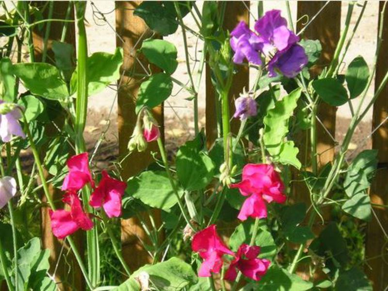 Sweet pea plant