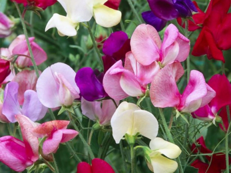 Sweet pea plant