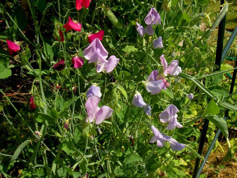 How to grow sweet peas