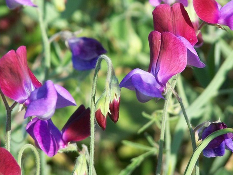 Planting sweet peas