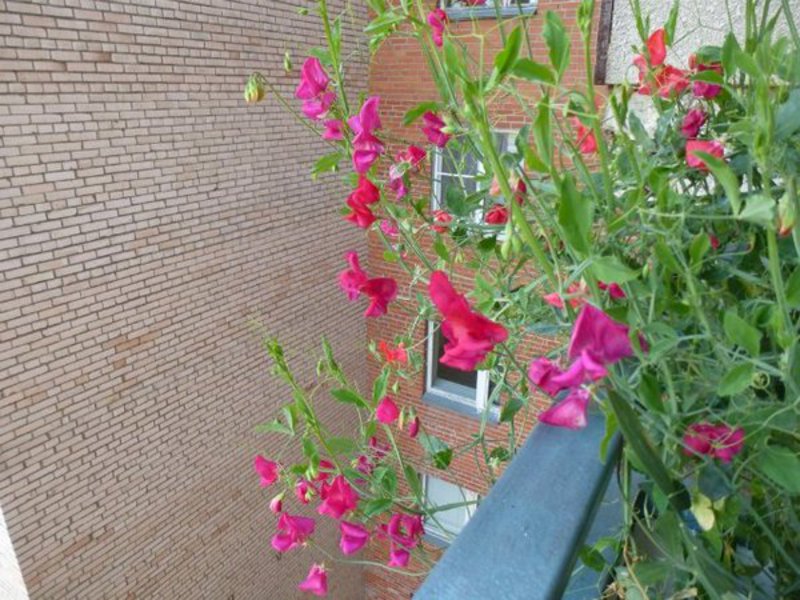 How to grow sweet peas