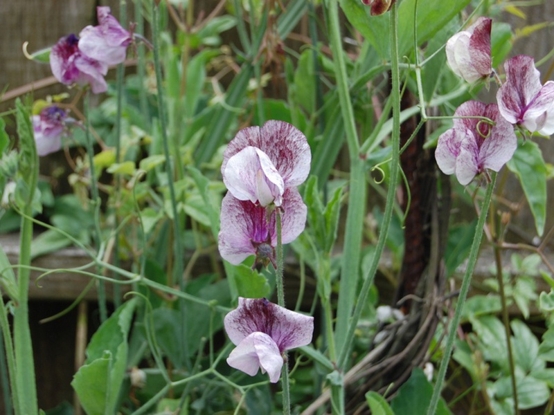 Features of the care of sweet peas