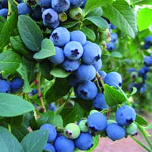 Planting, care and cultivation of various varieties of garden blueberries, reviews