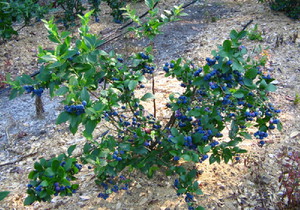 Blueberry bush and caring for it