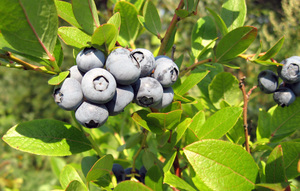 Blueberry varieties