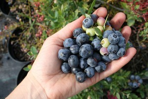 How to prune blueberries correctly