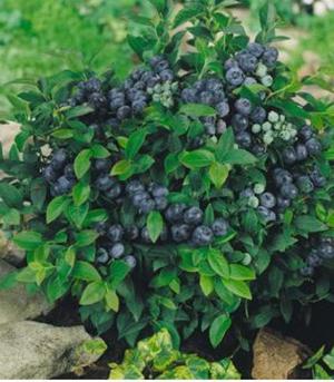 Blueberry harvest