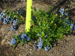 How to grow blueberries