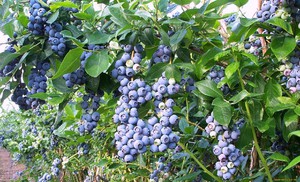 Planting and caring for blueberries