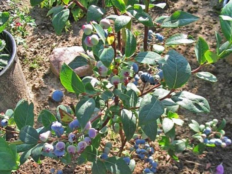 How blueberries reproduce