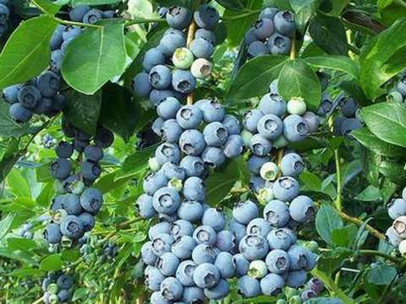 Garden blueberry variety