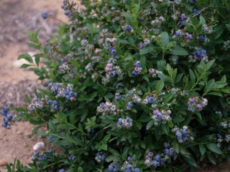 Types of garden blueberries