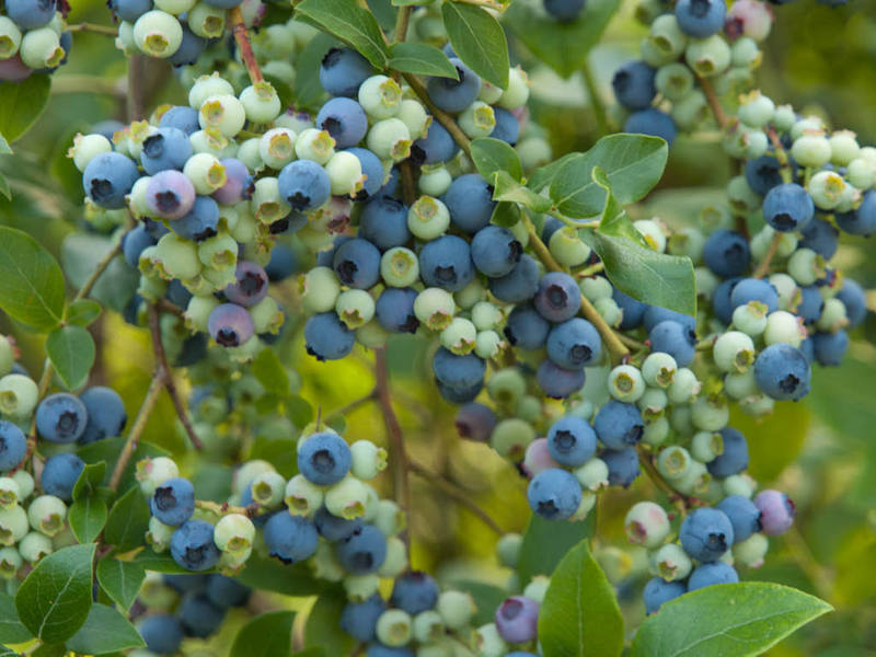 Blueberry bush pruning rules