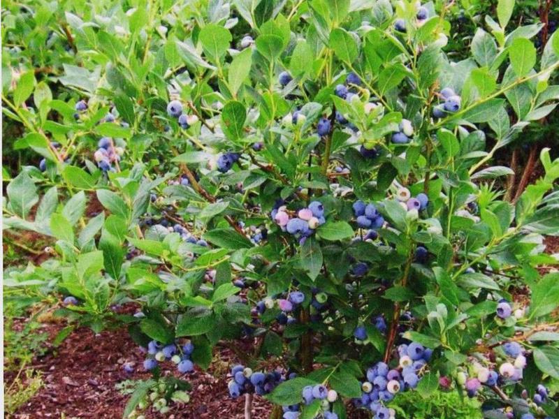 Where are blueberries grown?