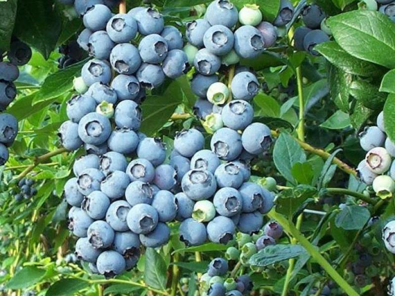 Growing blueberries