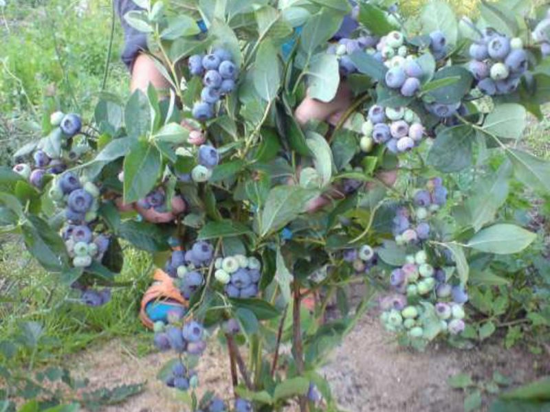 Blueberries in the garden