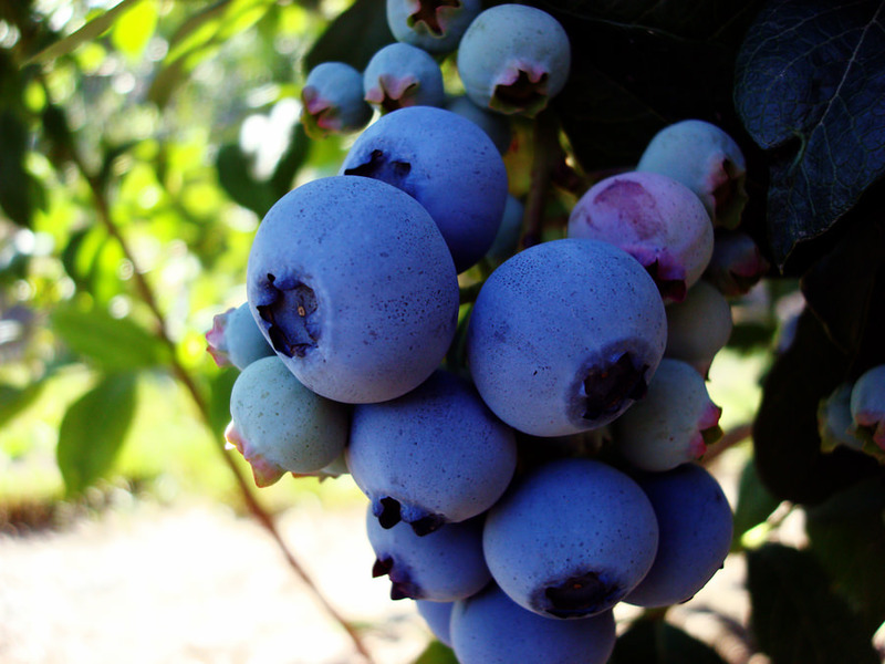 How to plant blueberries