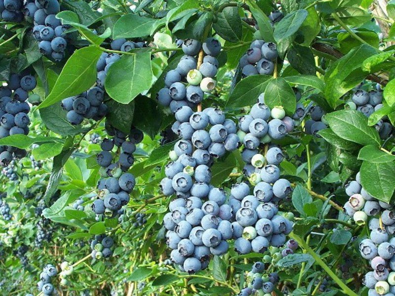 Blueberry propagation