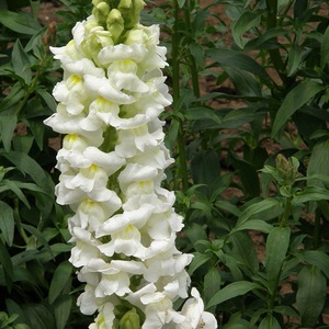 Snapdragon flower varieties