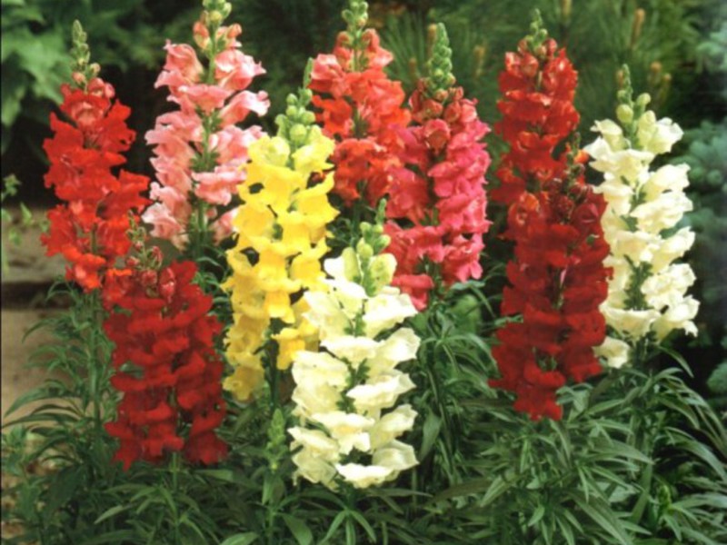 Snapdragon plant