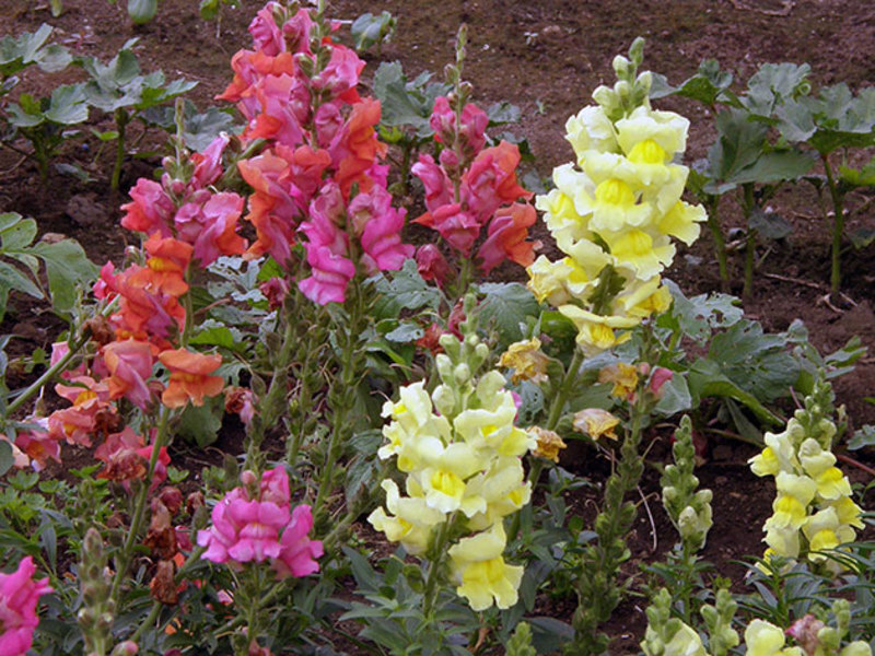 Growing Snapdragon