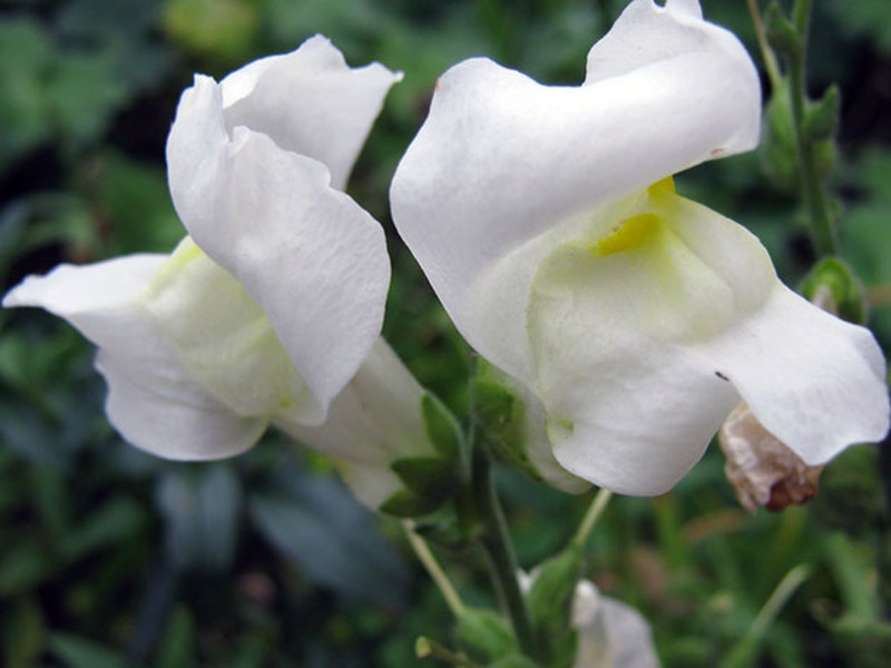 How to properly trim snapdragons