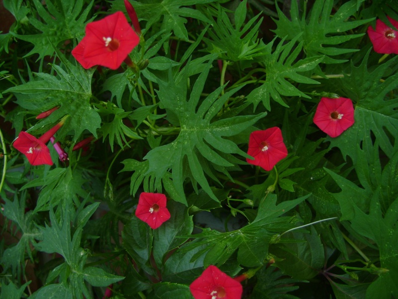 Bright flowers of kvamoklita