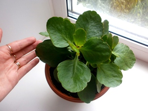 How to make Kalanchoe bloom